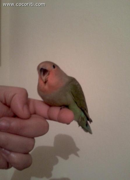 il mio amore